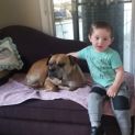 Photo of Bonnie ~ 6 Year Old Boxer X (On Trial 24/11/19)