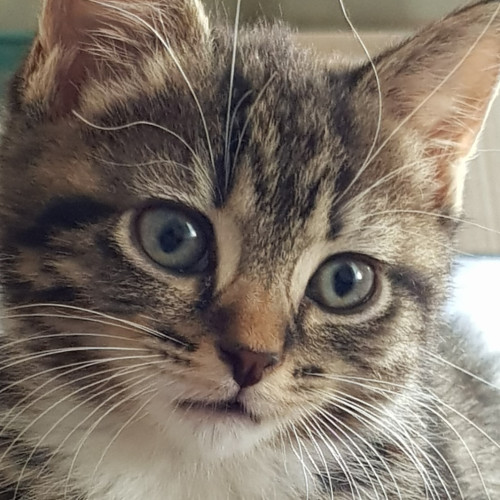 Charlotte (Lottie)