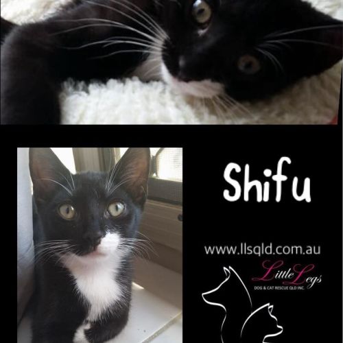 Shifu