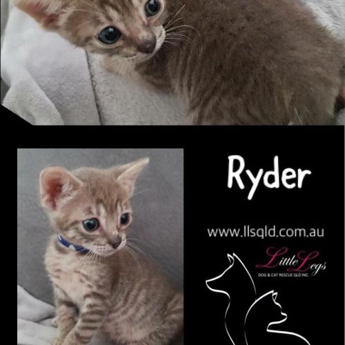 Ryder