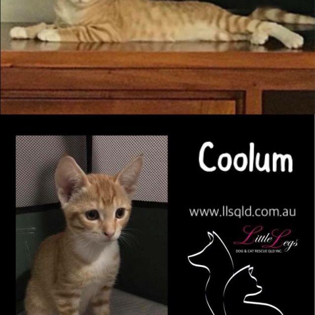 Photo of Coolum