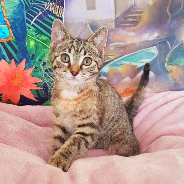 Photo of Stampy
