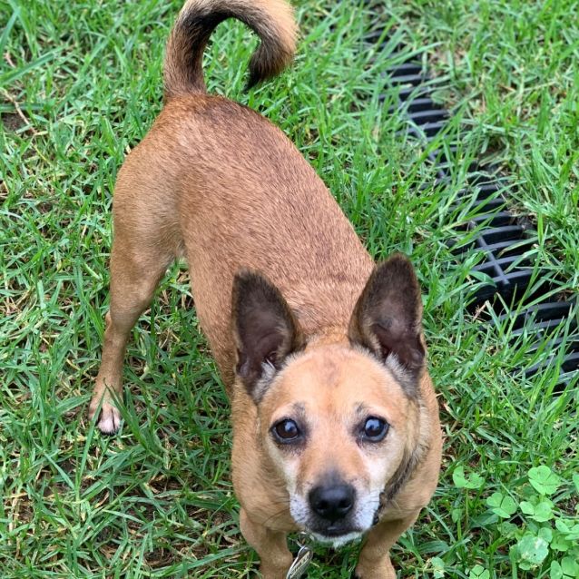 portuguese podengo pequeno chihuahua mix