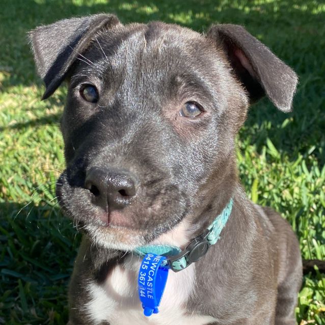 Ziggy Mixed Breed Puppy On Trial 29 09 20 Medium Male Labrador X Cattle Dog Mix Dog In Nsw Petrescue