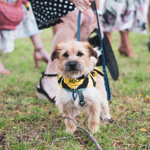Photo of Tyrian ~ 2yo Terrier X (On Trial 25/11/19)
