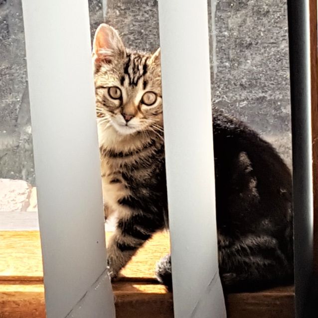 Photo of Scarlet ^^Dandy Cat Rescue^^