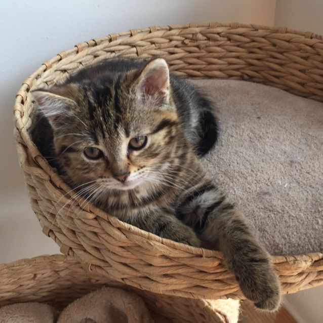 Photo of Kit ^^Dandy Cat Rescue^^