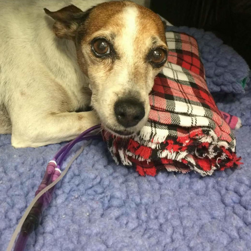 Milo the Miracle Dog