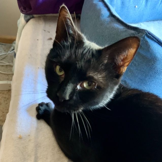 Photo of Good Golly Miss Mollie! (Transport Available)