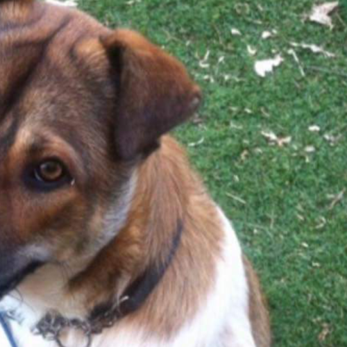 Sammy (on adoption trial)