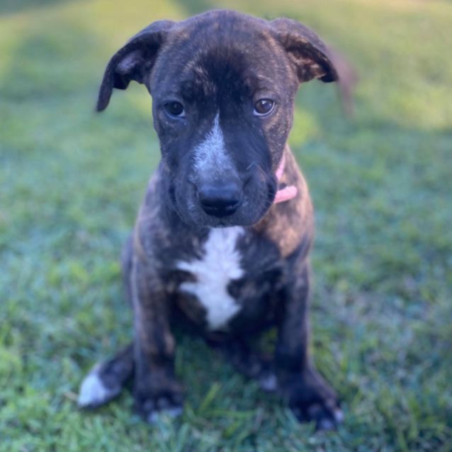 Photo of Willow
