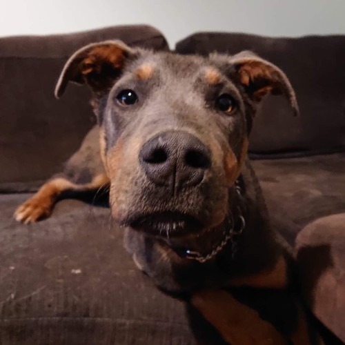 Muttley *** cat friendly