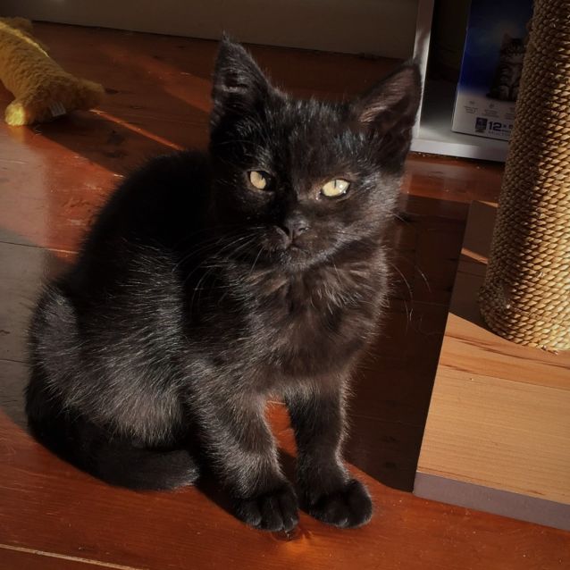 Photo of April ^^Dandy Cat Rescue^^