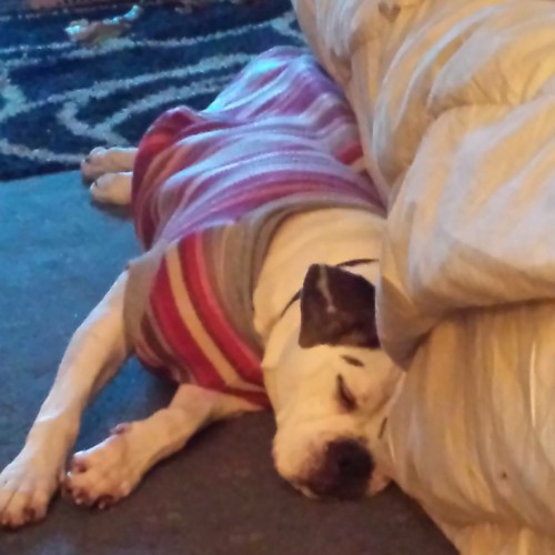 "CC" 4YO American Bulldog