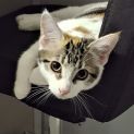 Photo of Storm ^^Dandy Cat Rescue^^