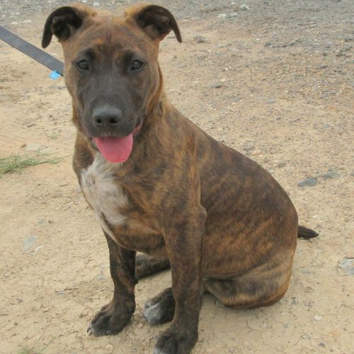 Daisy *On Trial in Her New Home*