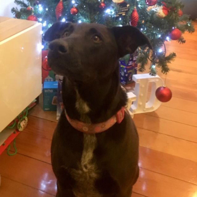 Photo of Aaa Wishbone 🐾🐾🐾