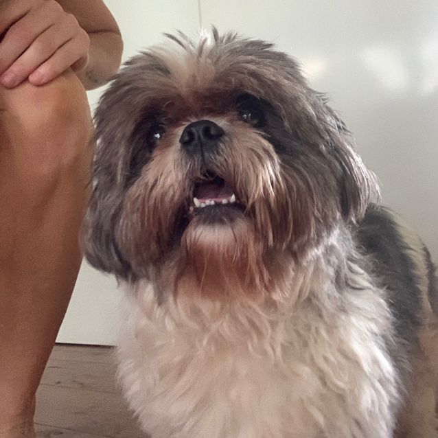 Shih tzu pet rescue outlet
