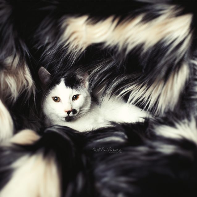 Photo of Papa Giuseppe 