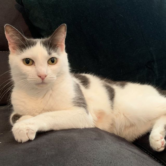 Photo of Jolene   Located In Toorak