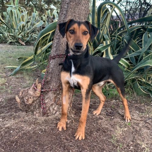 Kobe (now on trial adoption)