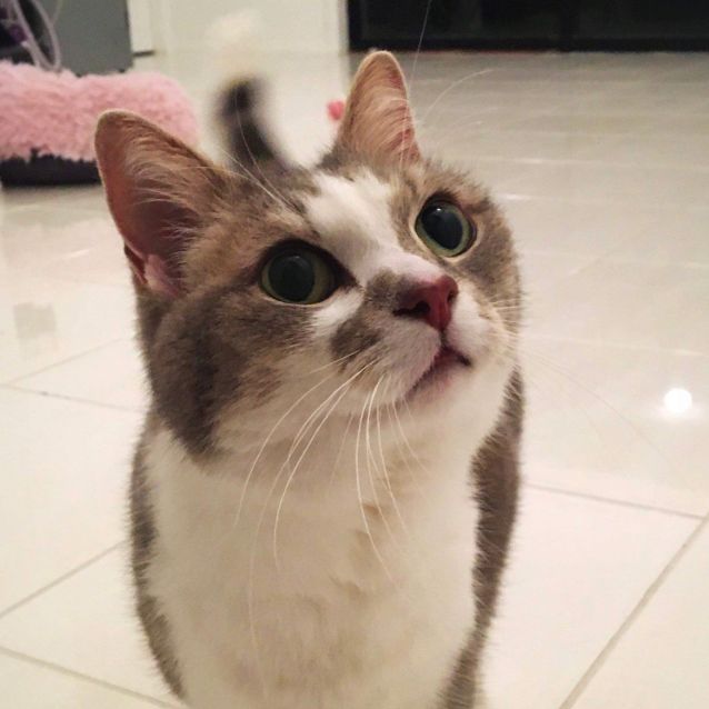 Photo of Jazz ~ 10yr Old Cat (On Trial 30/10/20)