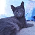 Photo of Gamble ^Dandy Cat Rescue^