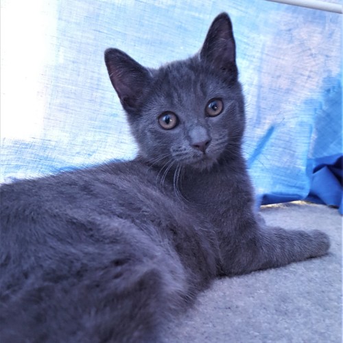 Gamble ^Dandy Cat Rescue^
