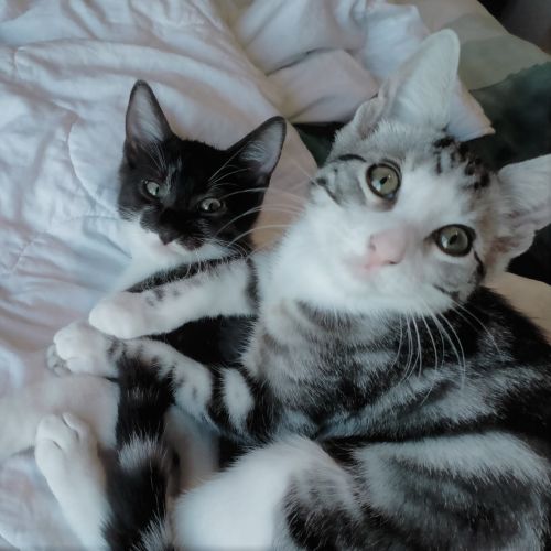 Fred & Louis ^^Dandy Cat Rescue^^