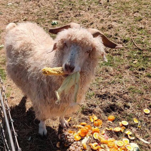 Buddy the Goat