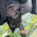 Photo of Pepper