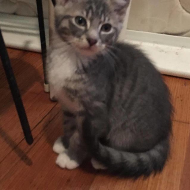 Photo of Eagle **2nd Chance Cat Rescue**