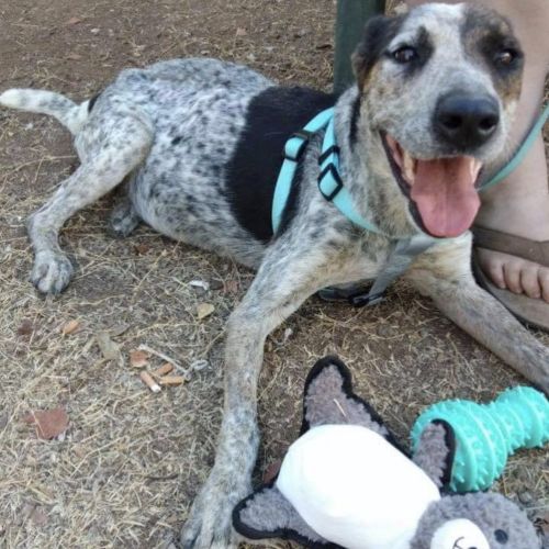 Shelby (on adoption trial)