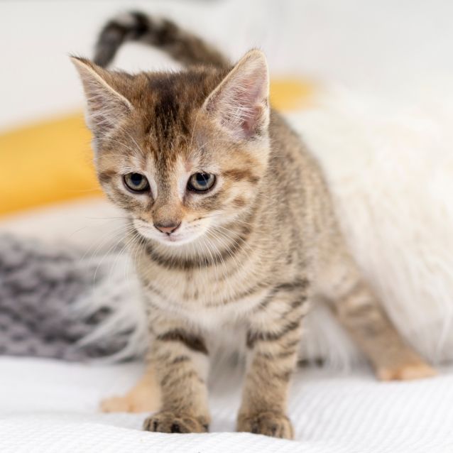 Photo of Princess Margarita **2nd Chance Cat Rescue**