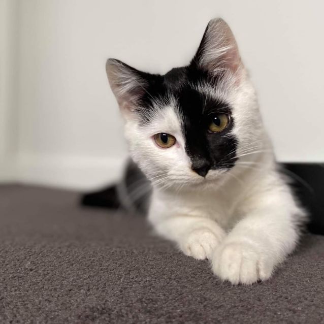 Photo of Phantom💜