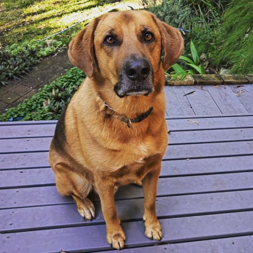 Bruno ~ 3.5yr Old GSD X Beagle (On Trial 14/3/21)