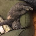 Photo of Sonia ^^Dandy Cat Rescue^^