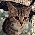 Photo of Juliette ^^Dandy Cat Rescue^^