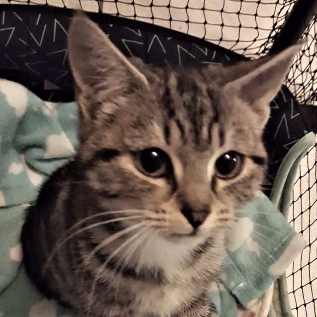 Photo of Juliette ^^Dandy Cat Rescue^^