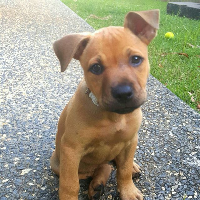 Photo of Mustard 