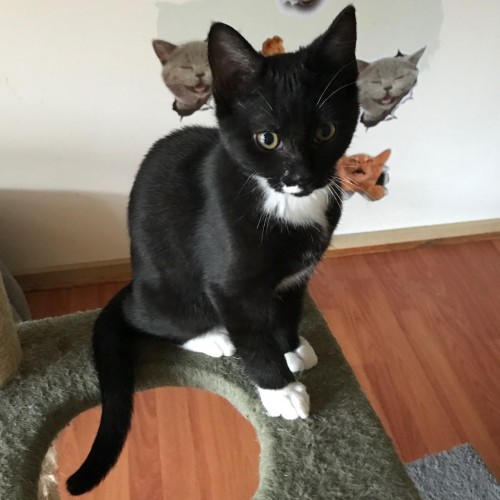 Zeus ^^Dandy Cat Rescue^^