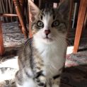 Photo of Hamilton ^Dandy Cat Rescue^