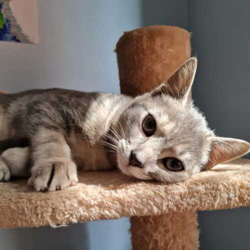 Bluebell ^Dandy Cat Rescue^