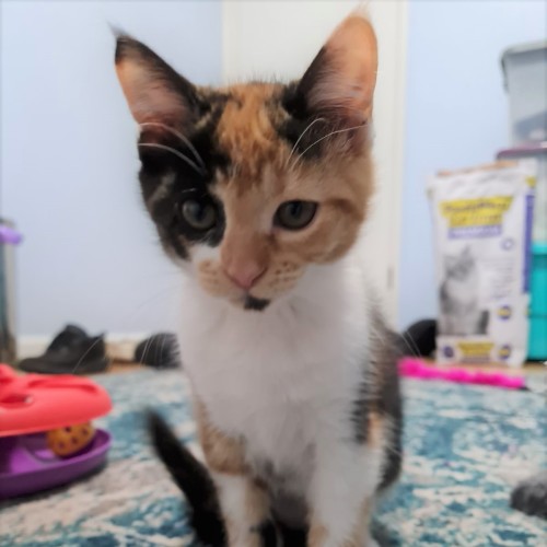 Claudia ^^Dandy Cat Rescue^^