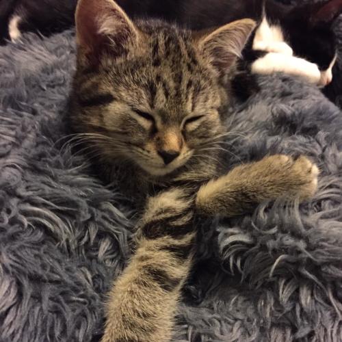 Martha ^^Dandy Cat Rescue^^