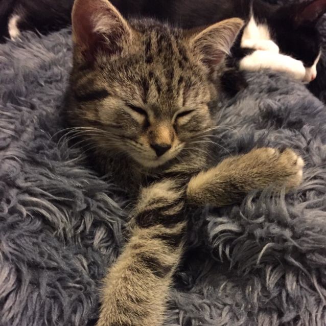 Photo of Martha ^^Dandy Cat Rescue^^