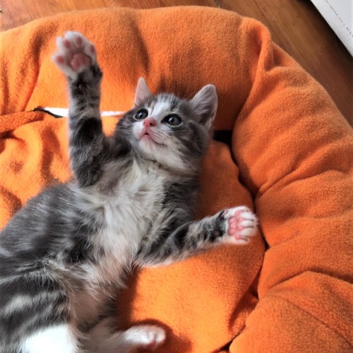 Willis ^Dandy Cat Rescue^