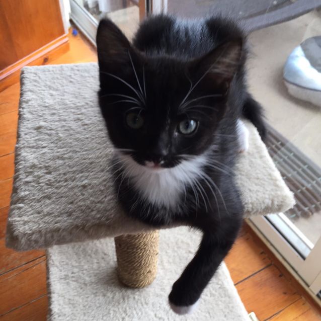 Photo of Alfie ^^Dandy Cat Rescue^^