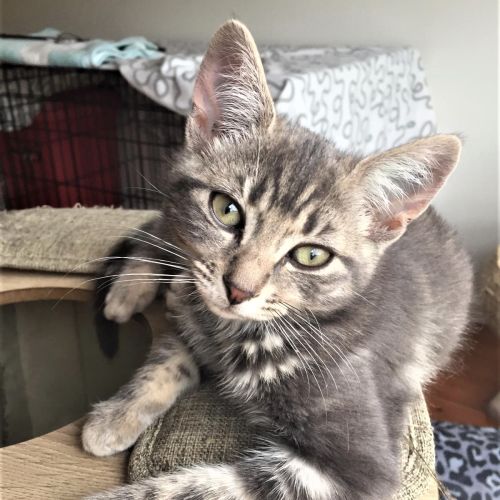 Kirby ^Dandy Cat Rescue^