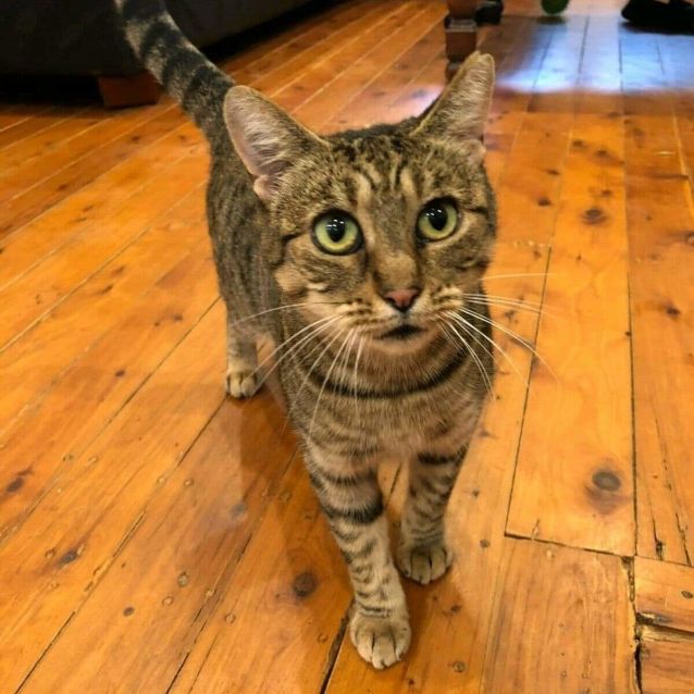 Photo of Mudberry